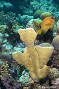 Millepora-complanata corail de feu en plaques-Bonaire South Bay-9m-20180218-Denis-ADER-DSC_6456_tn
